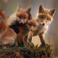 Fox cubs