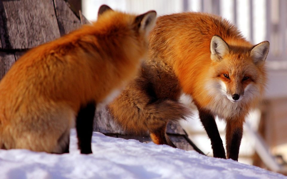 Breeding Season Of Foxes