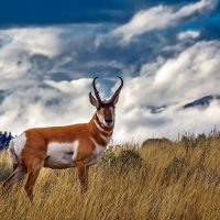 Pronghorn