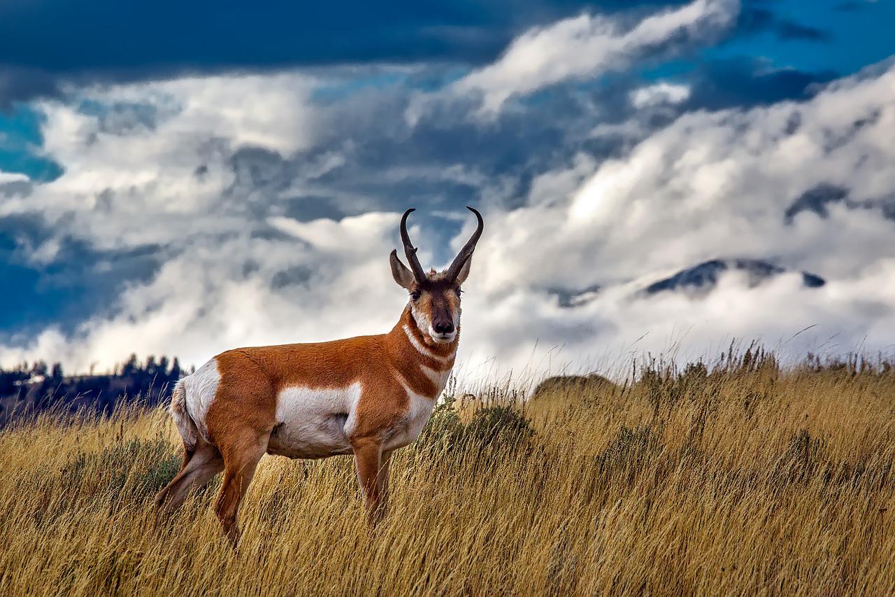 Do Female Deer Have Antlers?