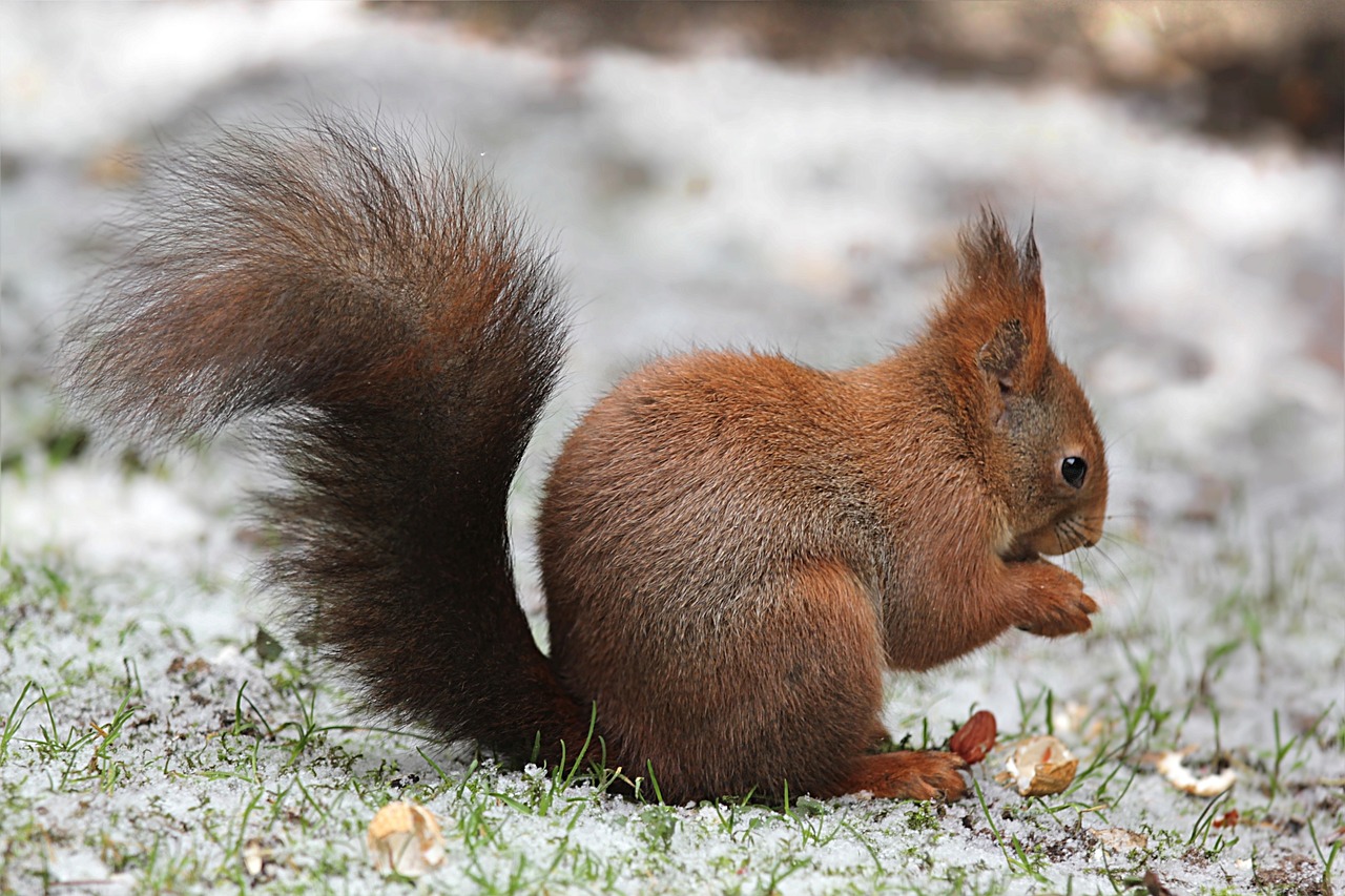 What Do Squirrels Do