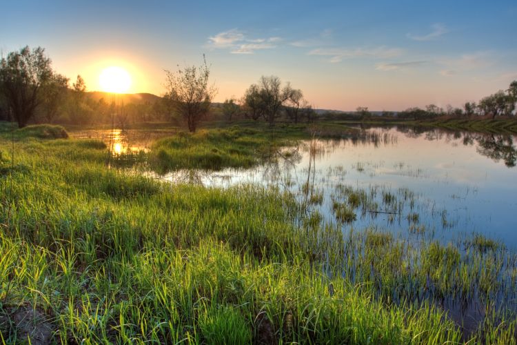Bogs And Fens