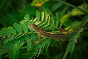 List Of North American Lizards – North American Nature