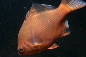 Lateralis Fish List Of North American Fish