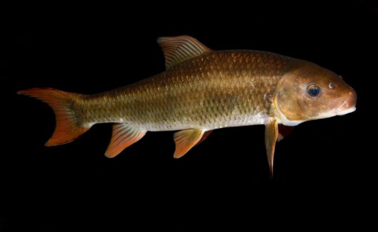 List Of North American Fish