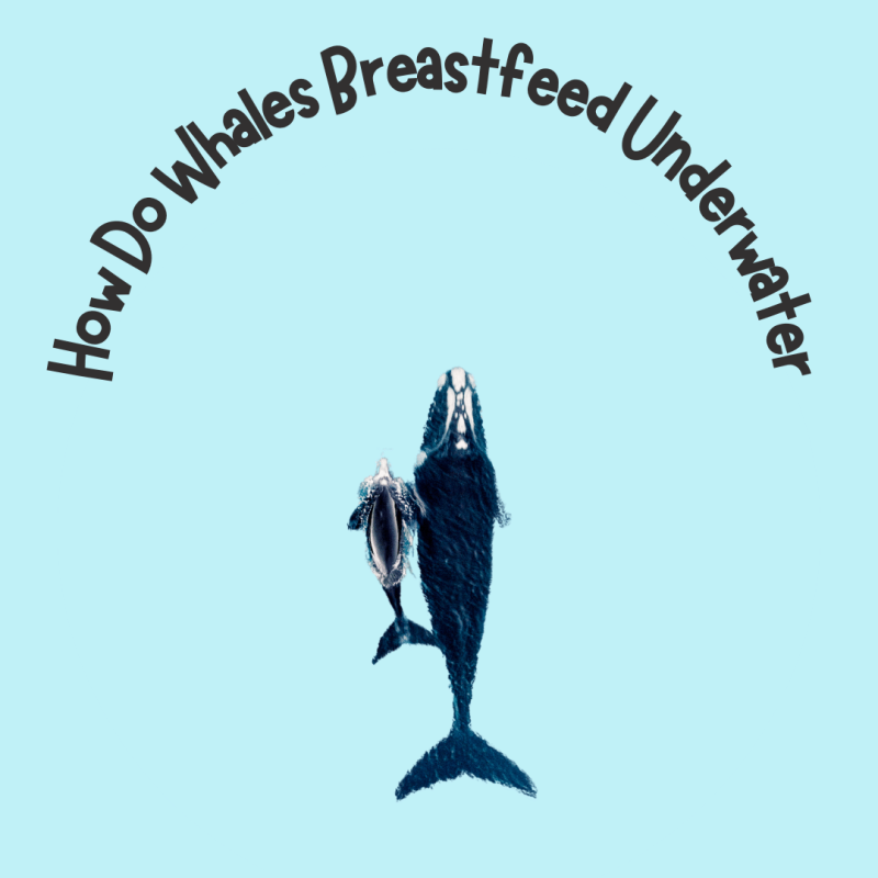 How Do Whales Breastfeed Underwater