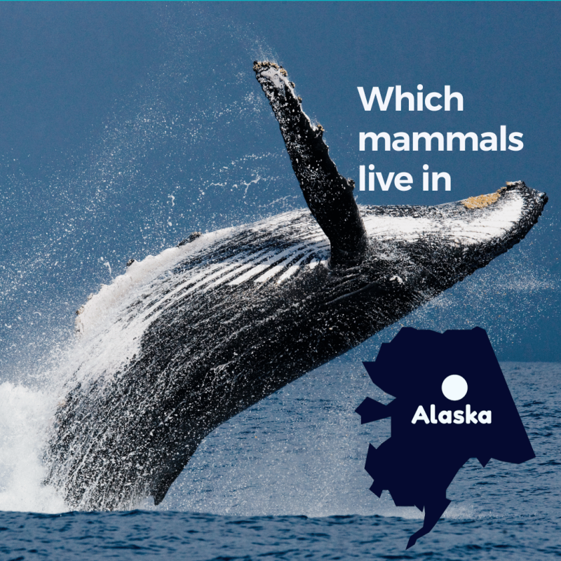 Which mammals live in Alaska (1)