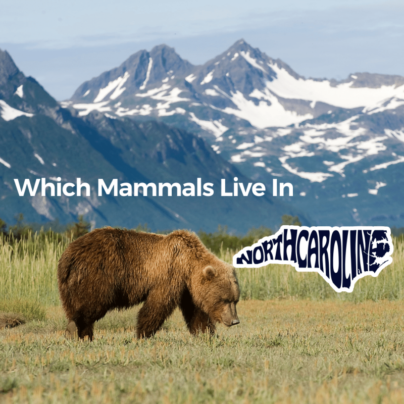 Which mammals live in North Carolina (1)
