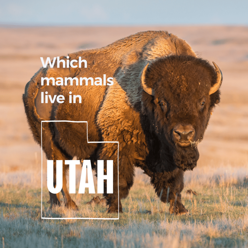 Which mammals live in Utah