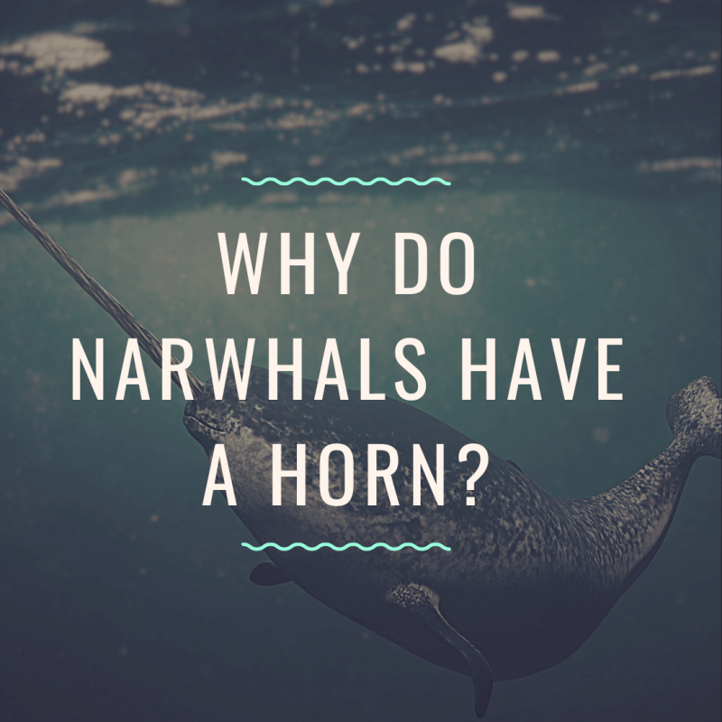 Why do narwhals have a horn