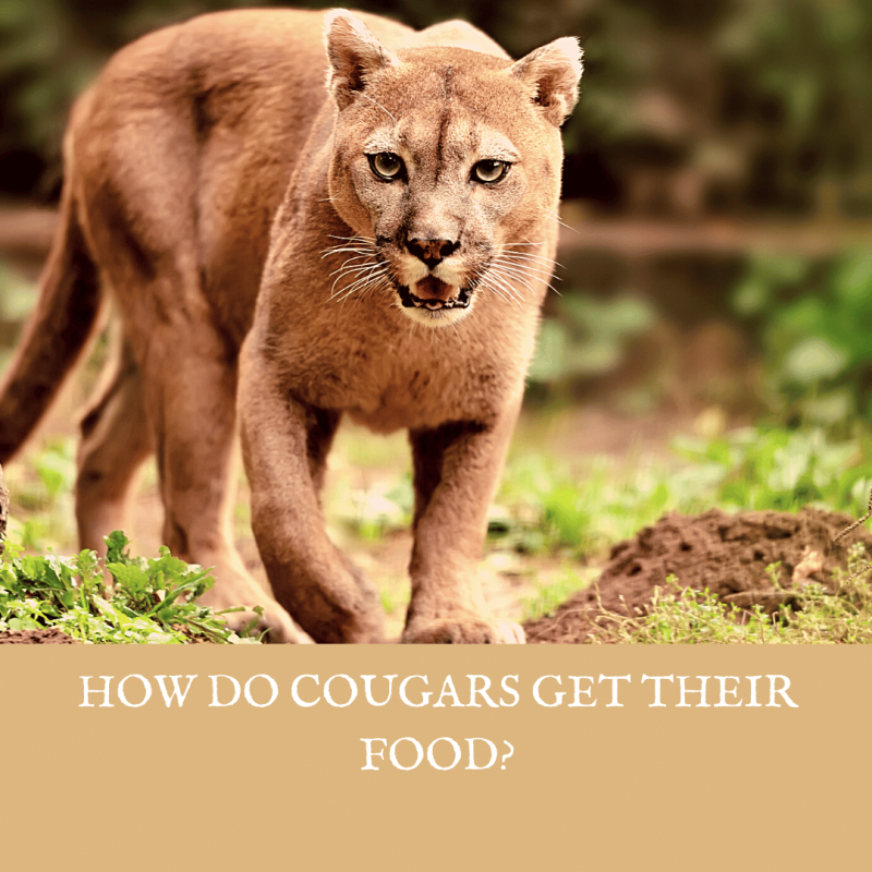 how do cougars get their food
