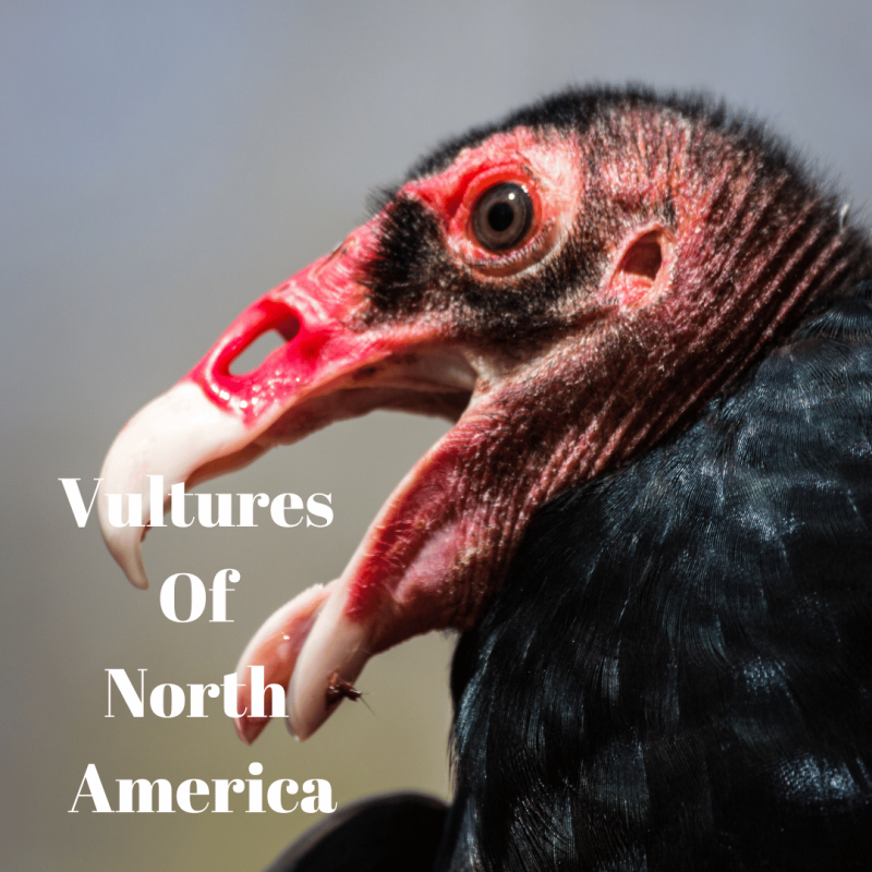 vultures of north america (1)