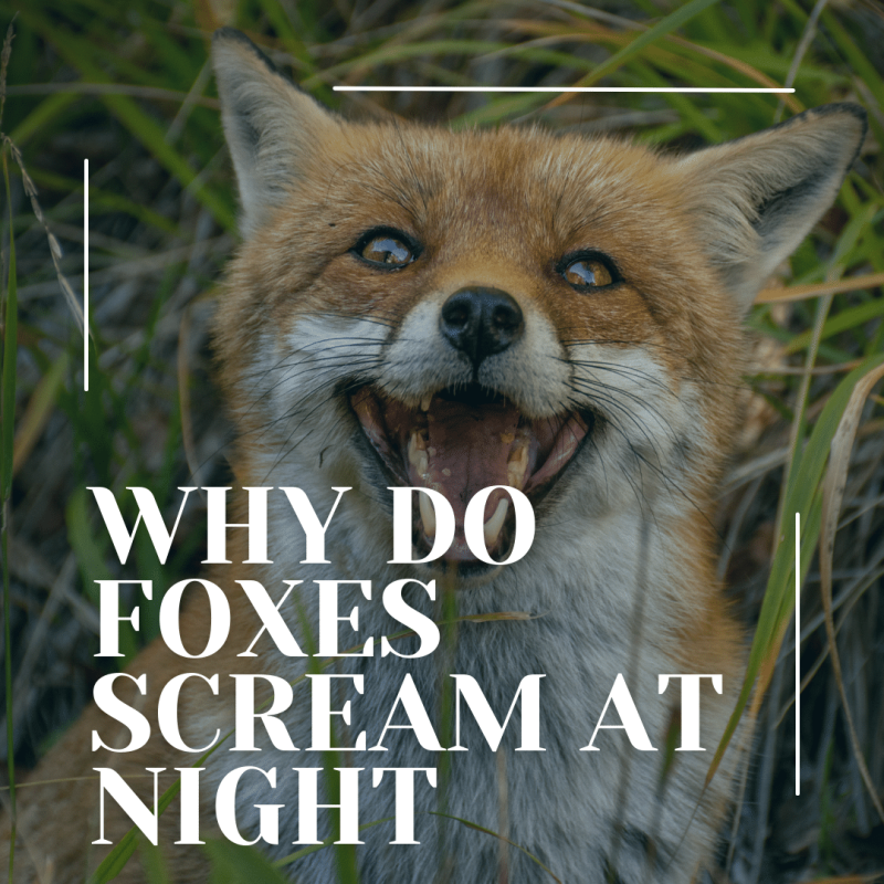Why Do Foxes Scream At Night?